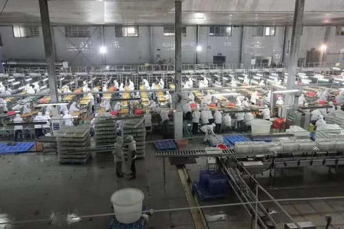 湖北食品廠季節(jié)性員工招聘啟事 共創(chuàng)美味，同繪未來(lái)